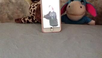 吃瓜娱乐小猫,小猫的吃瓜娱乐日记